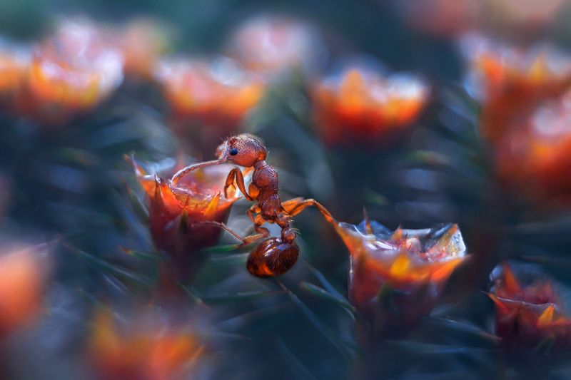 весна, природа, мох, кукушкин лён, муравей, рыжая мирмика Миллион, миллион, миллион алых розphoto preview