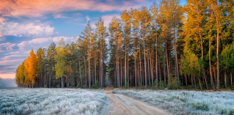 осень, утро, лес, поле, небо, иней, дорога, Иней на травеphoto preview