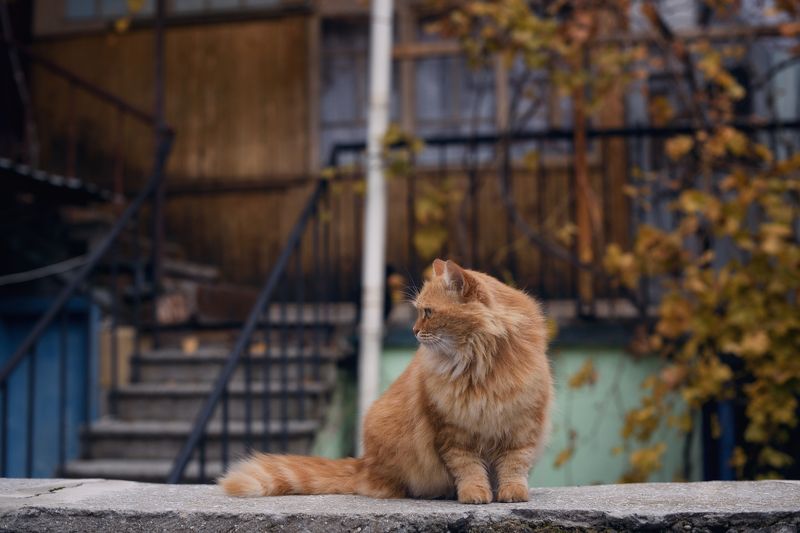 двор, осень, кот Осень. Котэ.photo preview