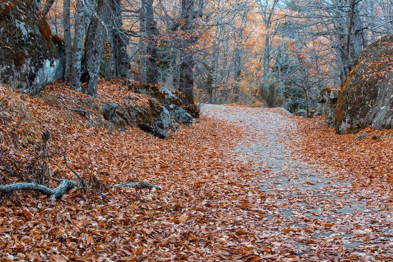 В осеннем лесуphoto preview