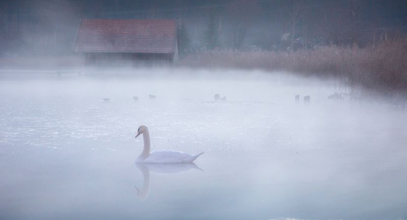 misty frames, fog, lake, birds, landscape, Misty framesphoto preview