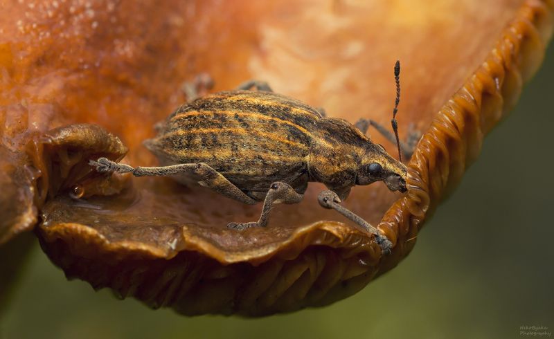 макро, природа, насекомые, жук, гриб, macro, nature, insects, beetle, mushroom, Элитродон двузубыйphoto preview