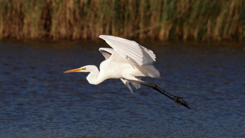 большая белая цапля, цапля, ardea alba, great egret Большая белая цапляphoto preview