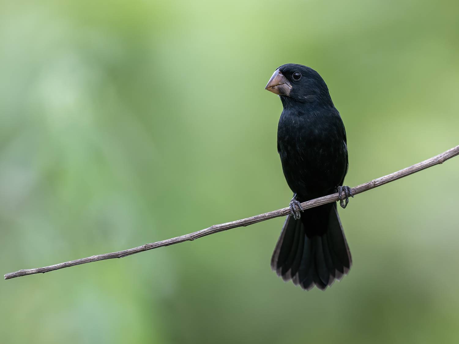 Nicaraguan Seed-Finch. Автор: Fernando Burgalin Sequeira , Fernando Burgalin Sequeira