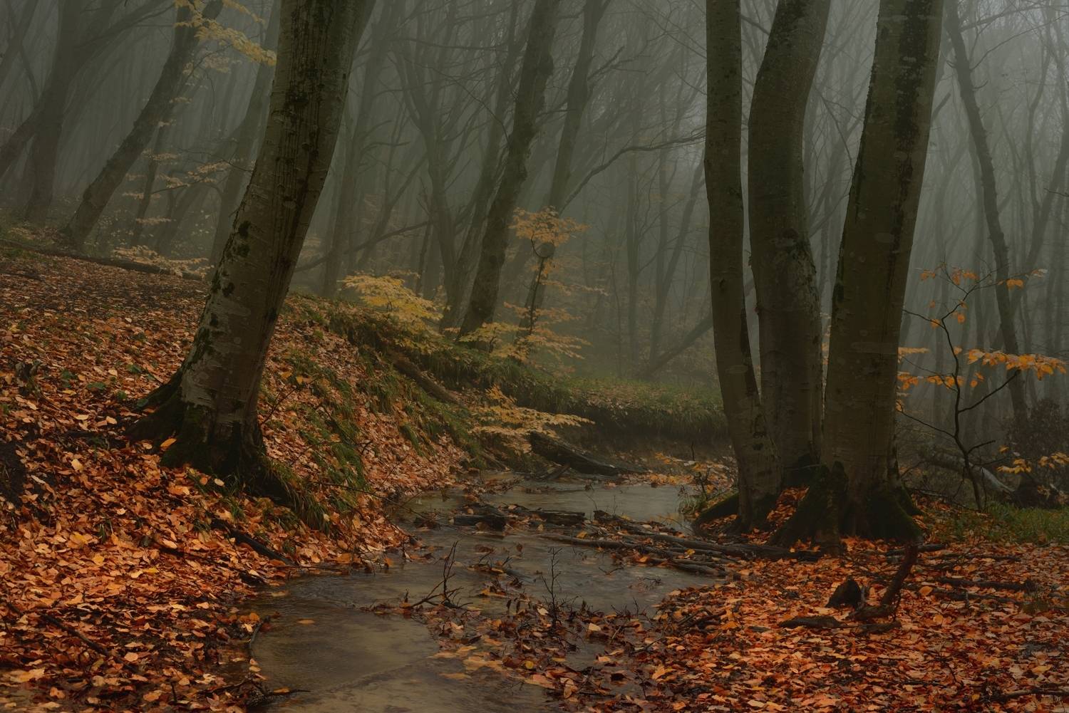 Осеннее утро. Автор: Александр Жарников осень листва утро лес туман, Александр Жарников