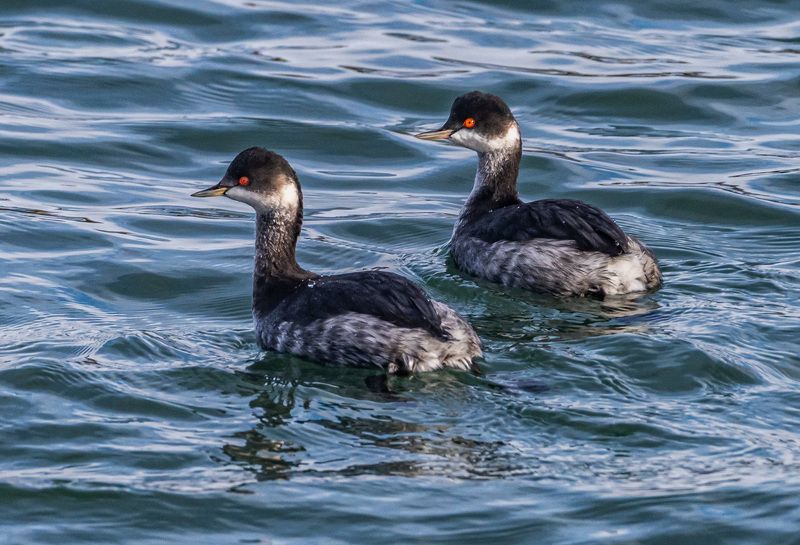 черношейная поганка, птицы, кисловодск Черношейные поганкиphoto preview