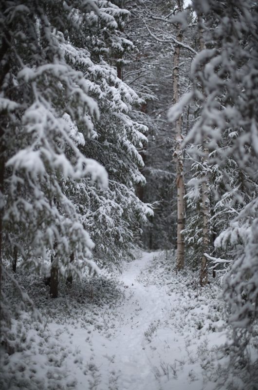 снег, зима, лес, сосны, березы, сугробы, север, снежный плен, день «В сказочном лесу»photo preview