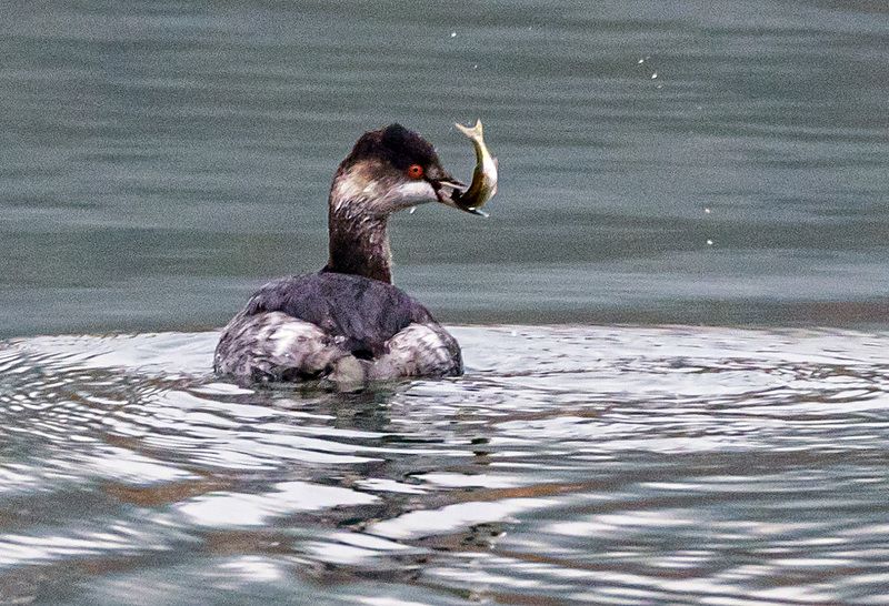 черношейная поганка, птицы, кисловодск Рыбачокphoto preview