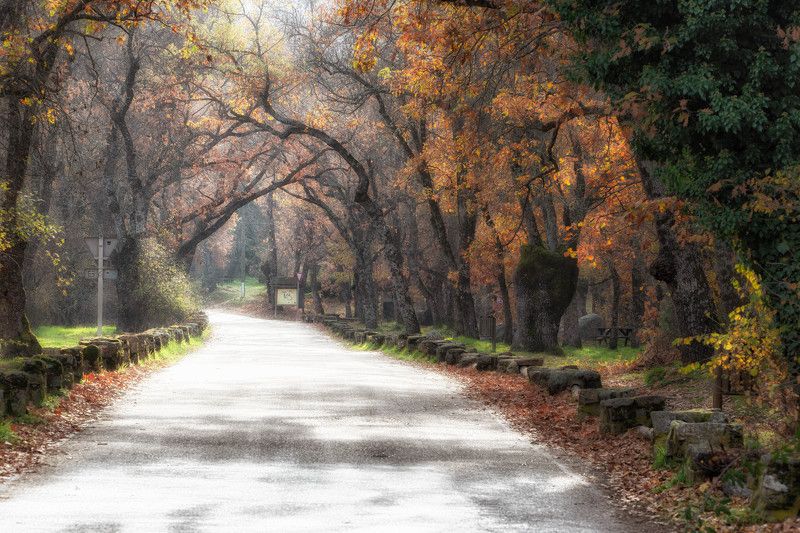 Осенний лесphoto preview