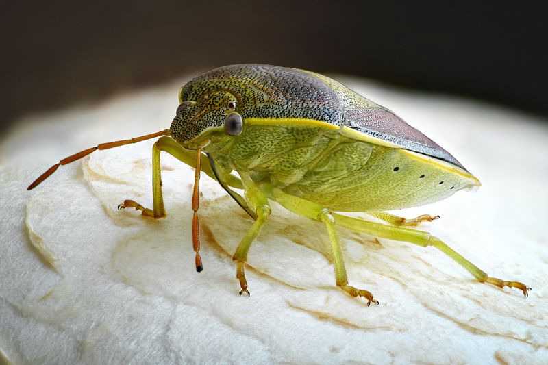 Piezodorus lituratusphoto preview