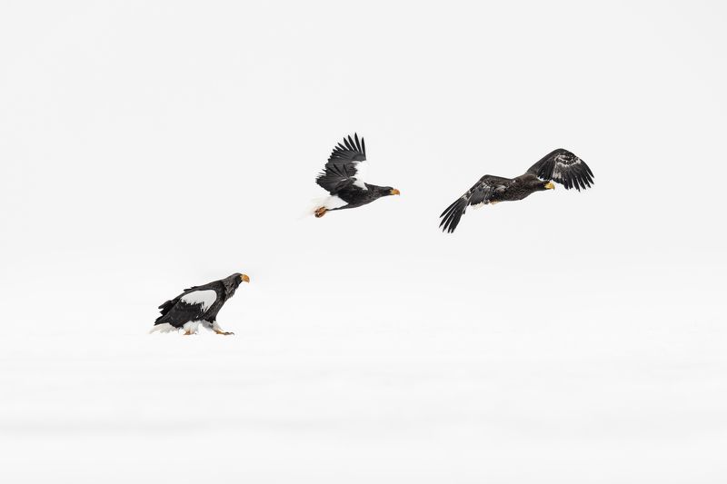 eagle, winter, air Fly awayphoto preview