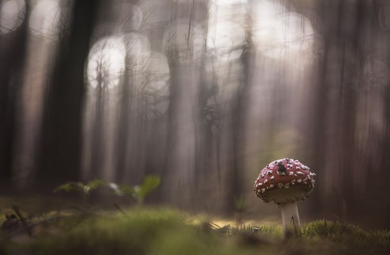 макро, грибы, мухомор, утро, осень, свет, красный, цвет, воронеж Раскраснелся в чаще...photo preview