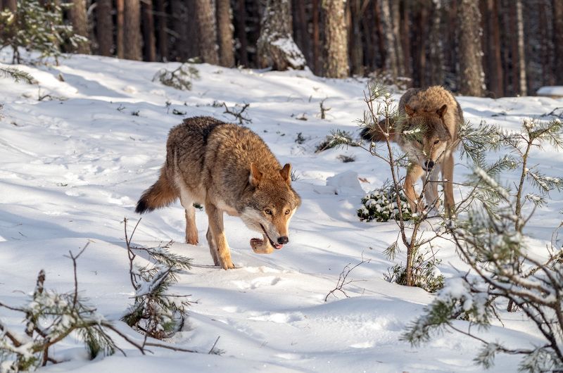 волк, беларусь, зима, красный бор В боруphoto preview