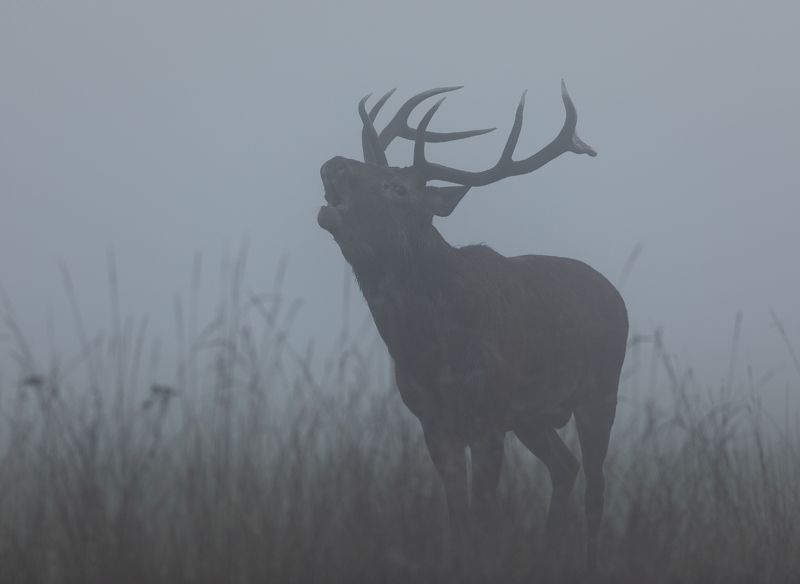 Солистphoto preview