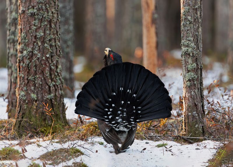 Токовик.photo preview