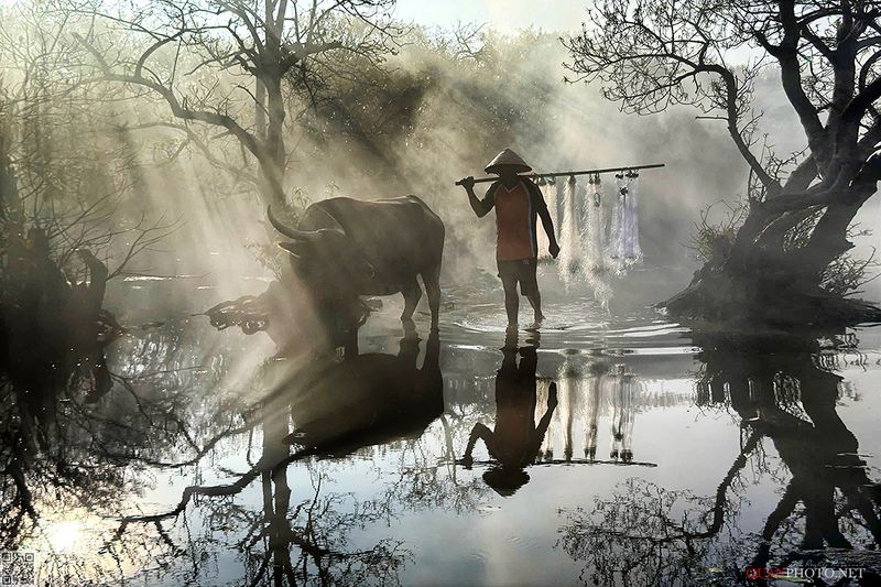quanphoto, landscape, morning, sunlight, rays, reflection, fishing, fisherman, forest, rural, baffalo, lagoon, vietnam SunRays Morningphoto preview