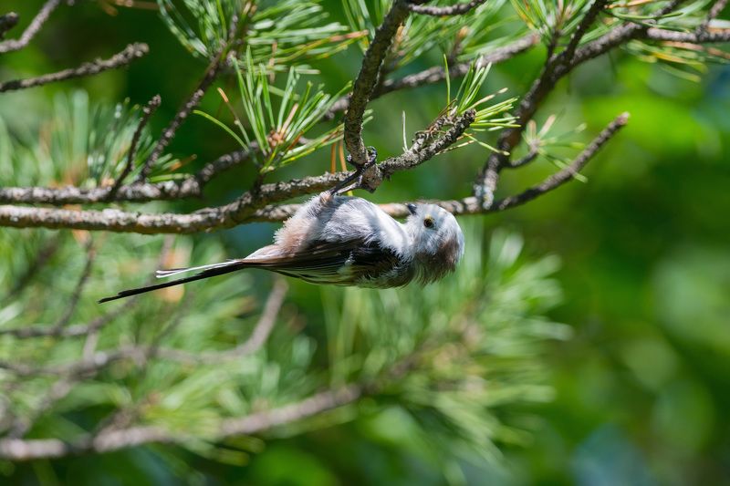 ополовник, длиннохвостая синица, птица, птицы, лес, бор, лето, новосибирск Акробатphoto preview