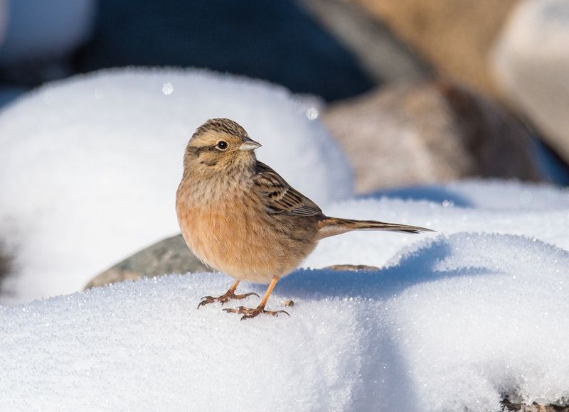 озеро гижгит, кабардино-балкария Горная овсянкаphoto preview