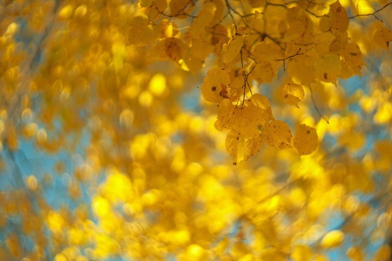 Краски осениphoto preview