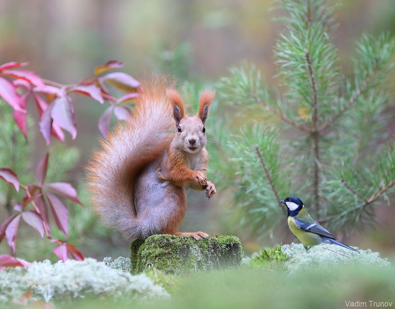 белка, squirrel ***photo preview