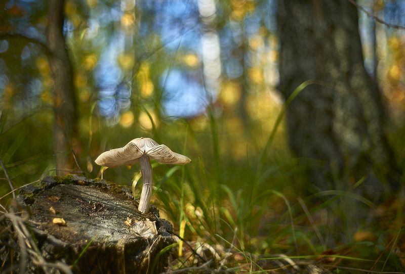 танцующий на пне фото превью