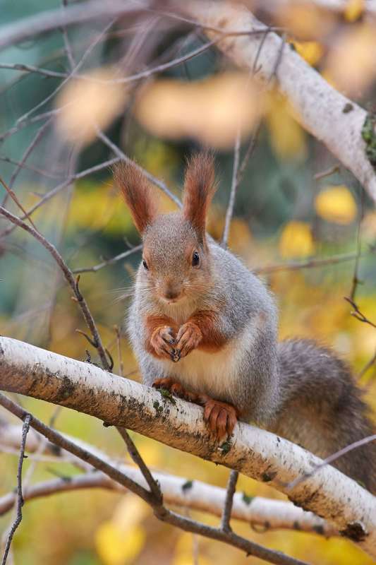 squirrel, volgograd, russia,  #photo preview