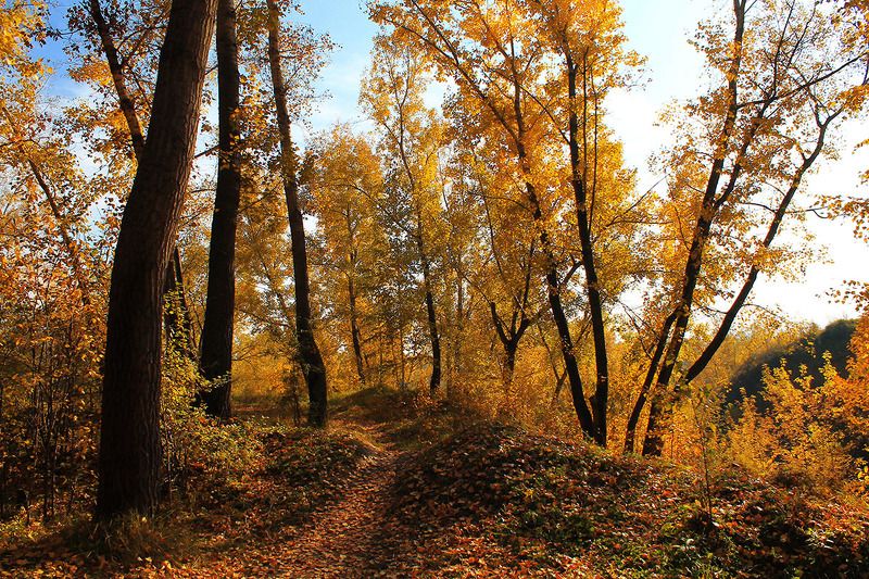 осень, сибирь, россия ** фото превью