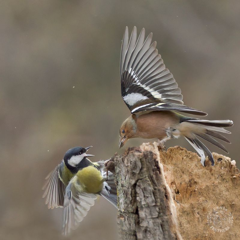Спор - Lens and Feathersphoto preview