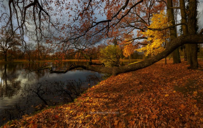 питер, пушкин, царское село, царское,  landscape, tsarskoye selo, autumn,  городской пейзаж, санкт-петербург,  александровский парк Осенним днёмphoto preview