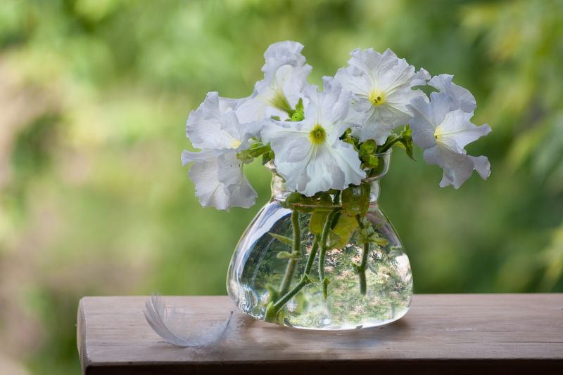 петунии *****photo preview