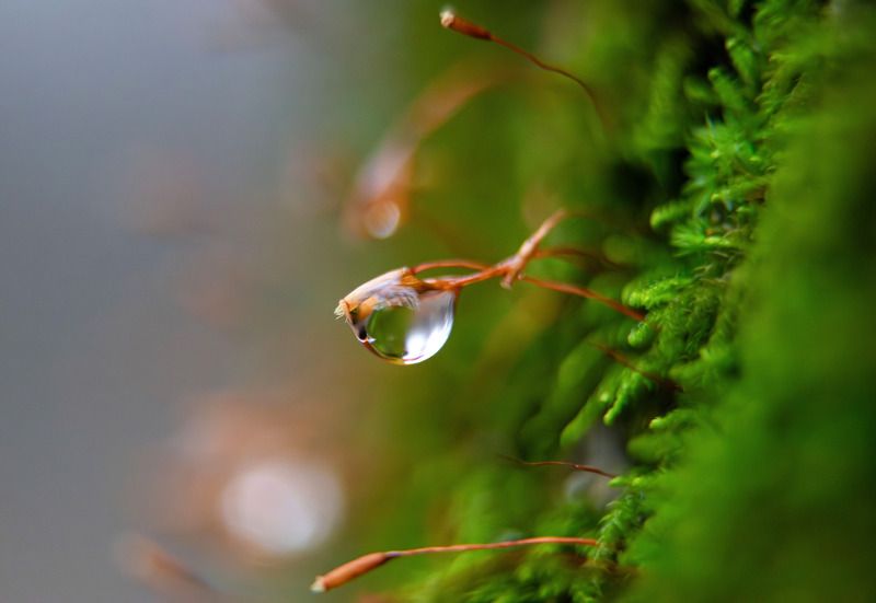 мох, Битцевский лес Капляphoto preview