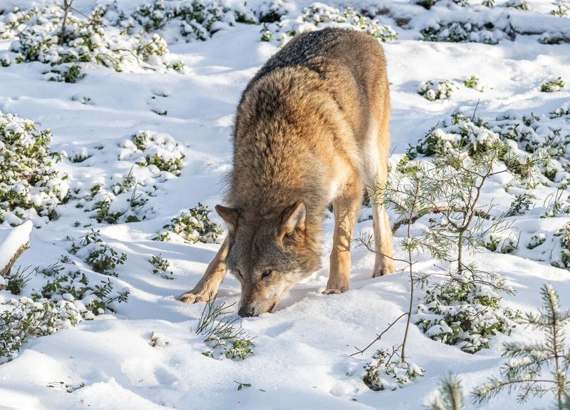 волк, беларусь, зима, красный бор По следуphoto preview
