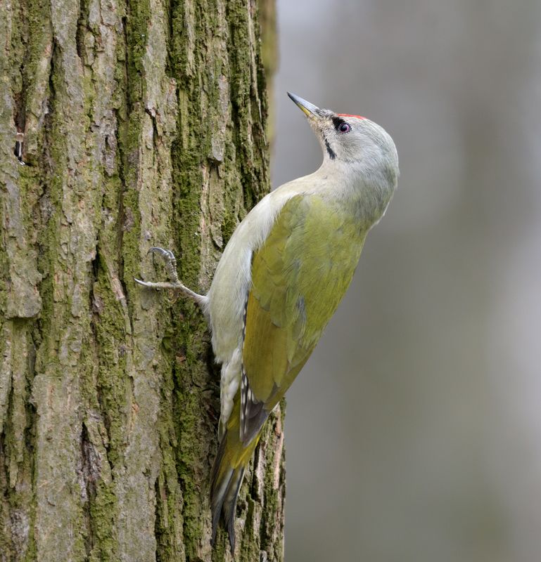 птицы, дятел Седой дятелphoto preview