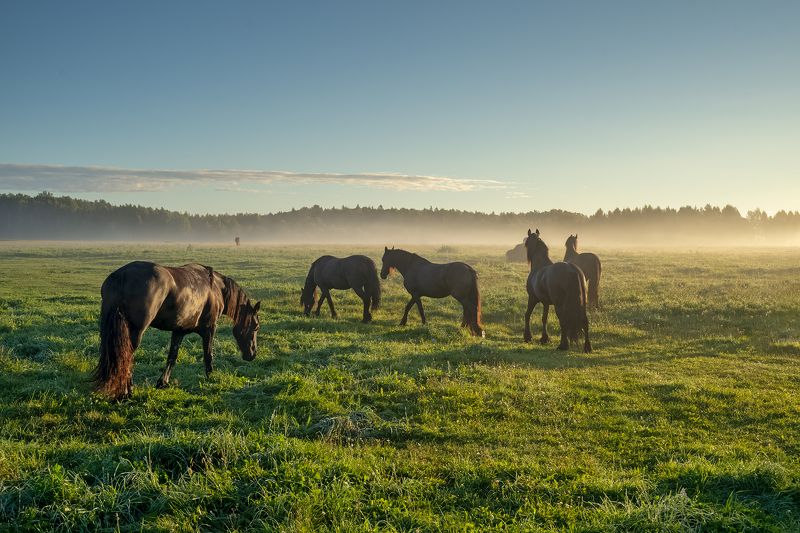 horses,morning,mist,field Landscape with horsesphoto preview