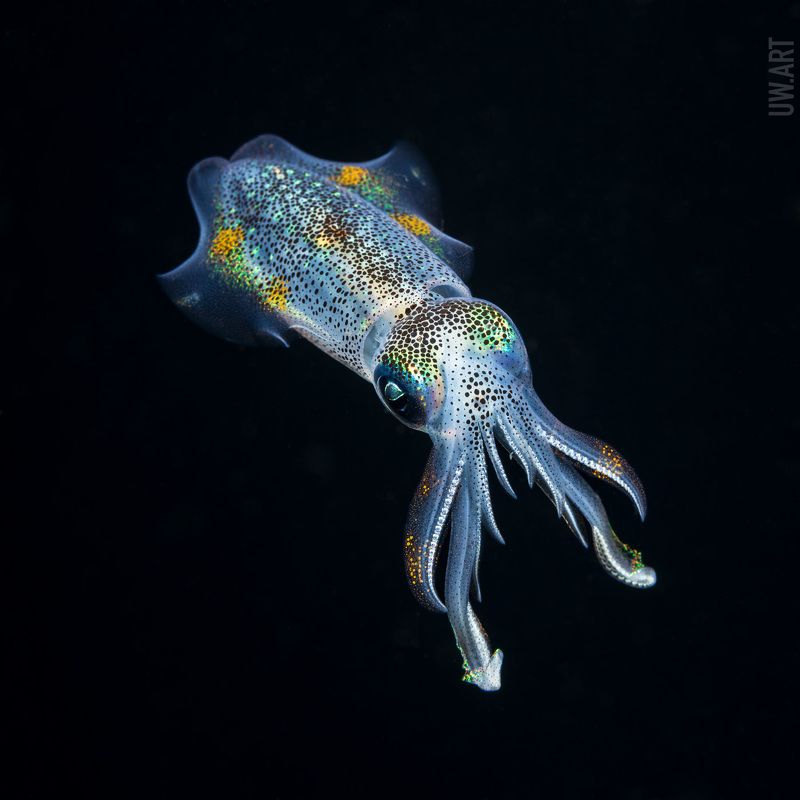 Игры в прозрачностьphoto preview