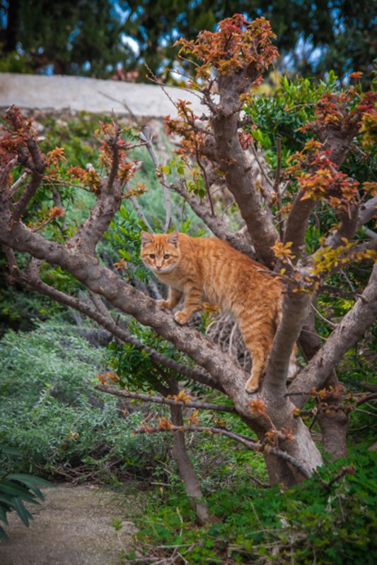 Кот ученыйphoto preview