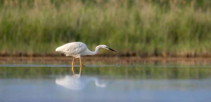 Прогулка. photo preview