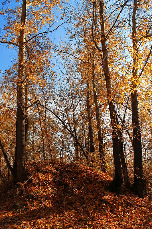 осень, сибирь, россия ** фото превью