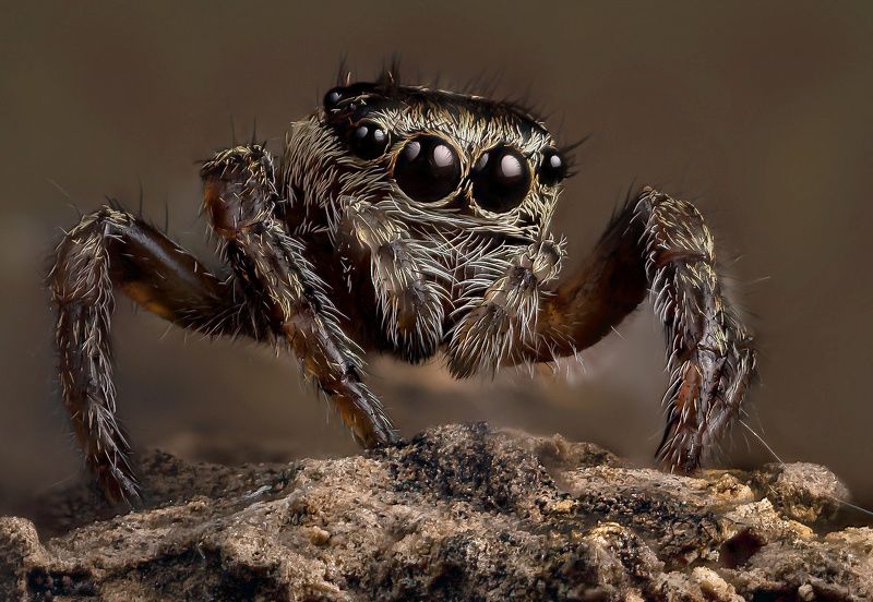 скакунчик кривоногий, эварха радужная, evarcha arcuata, vaivorykštinis šoklys Скакунчик кривоногийphoto preview