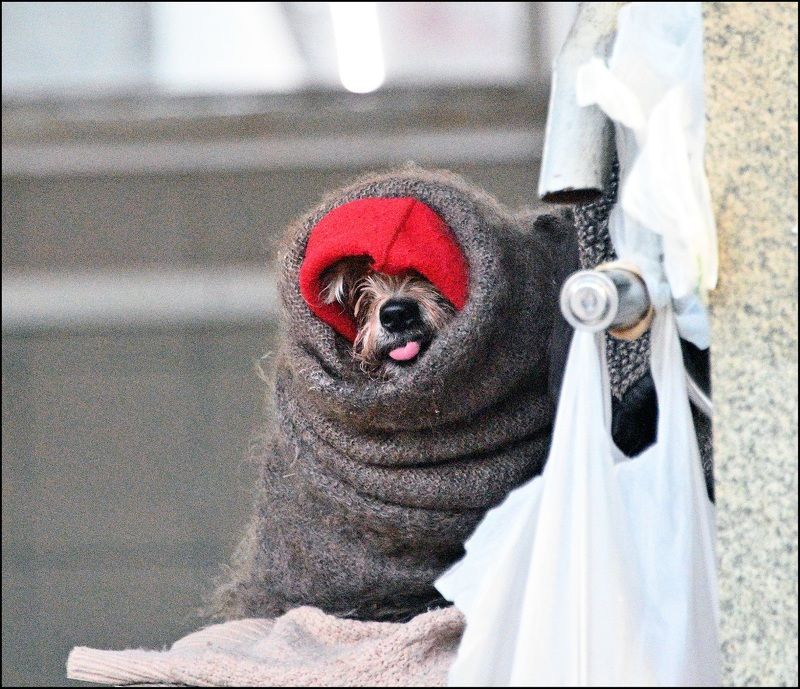 Закутанная собакаphoto preview