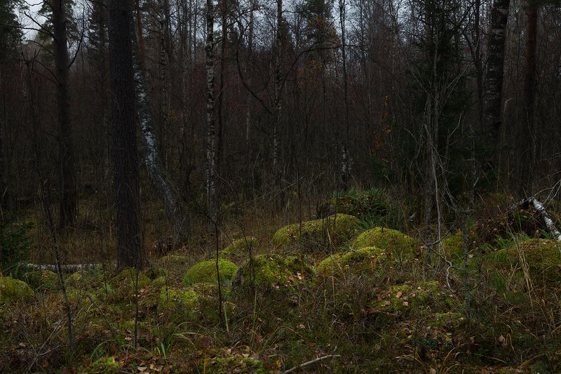 forest, autumn, november В лесуphoto preview