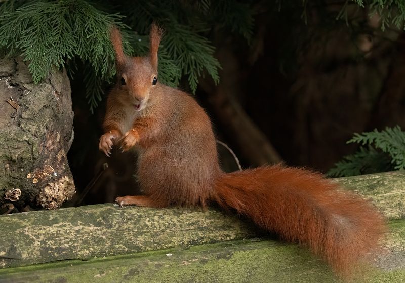red squirrel, animals, nature, wildlife, canon Red Squirrelphoto preview