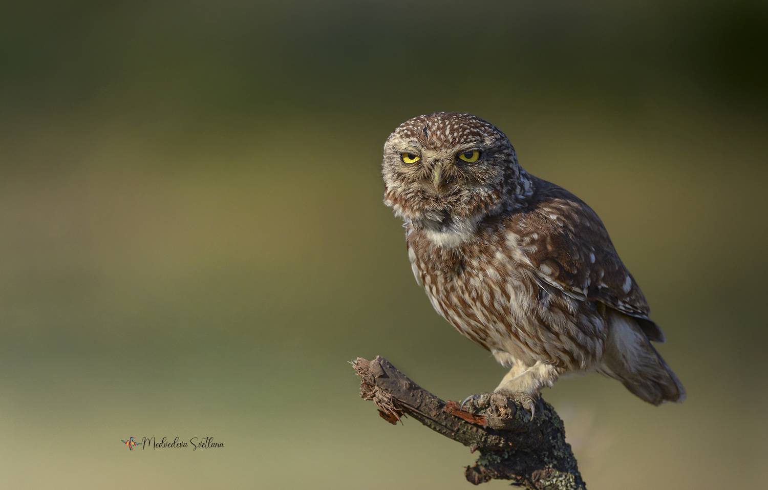 Грозный сыч.. Автор: Медведева Светлана птица, сыч, домовый сыч, фотоохота, дикие животные, Медведева Светлана