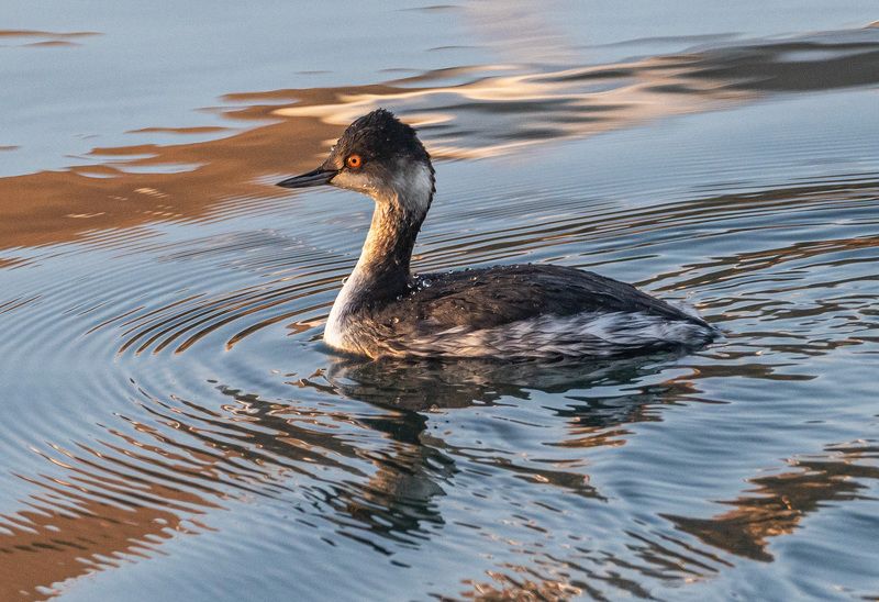 черношейная поганка, птицы, кисловодск Черношейная поганкаphoto preview