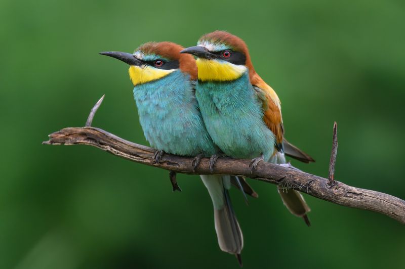 Вместеphoto preview