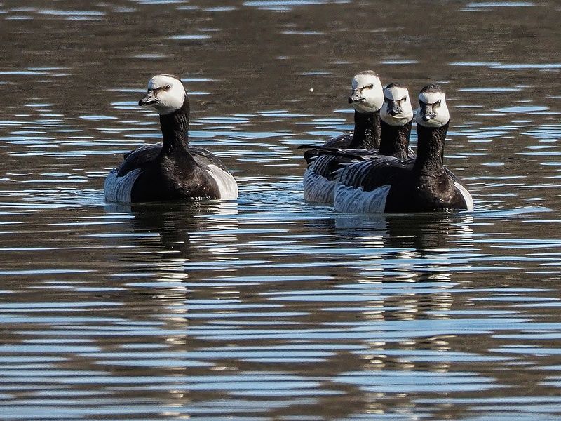 В колонну по одному, равнение на право))photo preview