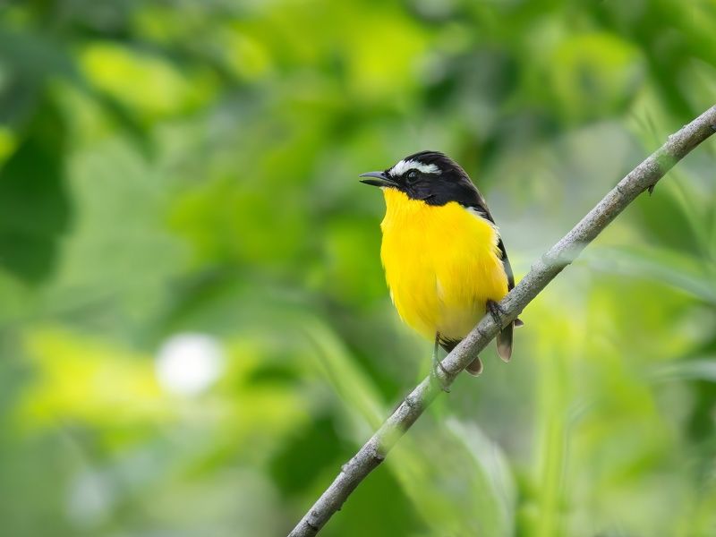 желтоспинная мухоловка, ficedula zanthopygia, ficedula, птицы, животные, природа, приморье,владивосток Желтоспинная мухоловка фото превью