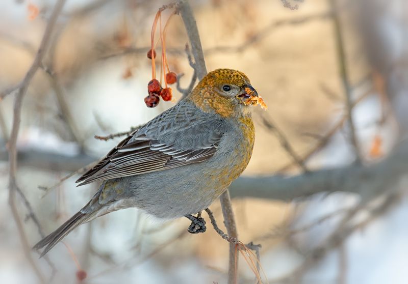 птица, щур, самка, Щур  (самка)  2 ФОТОphoto preview