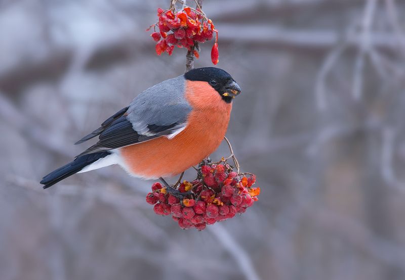 снегирь,самец,пасмурно,декабрь,рябина Пасмурным днём...photo preview