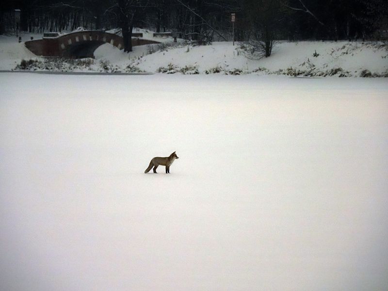 лиса, зима куда делись утки?photo preview